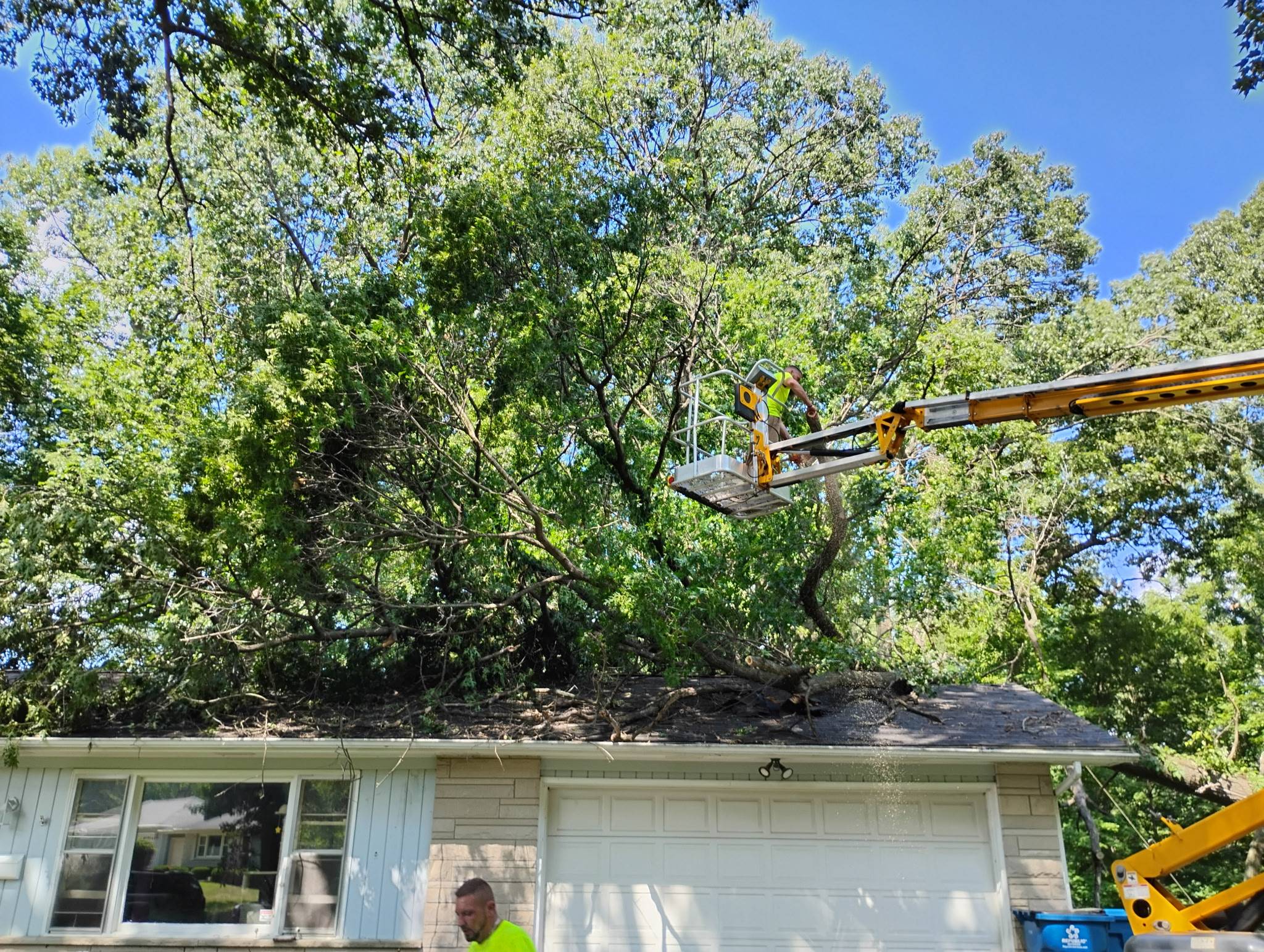 Pine Tree Tree Service Email Pull (3)