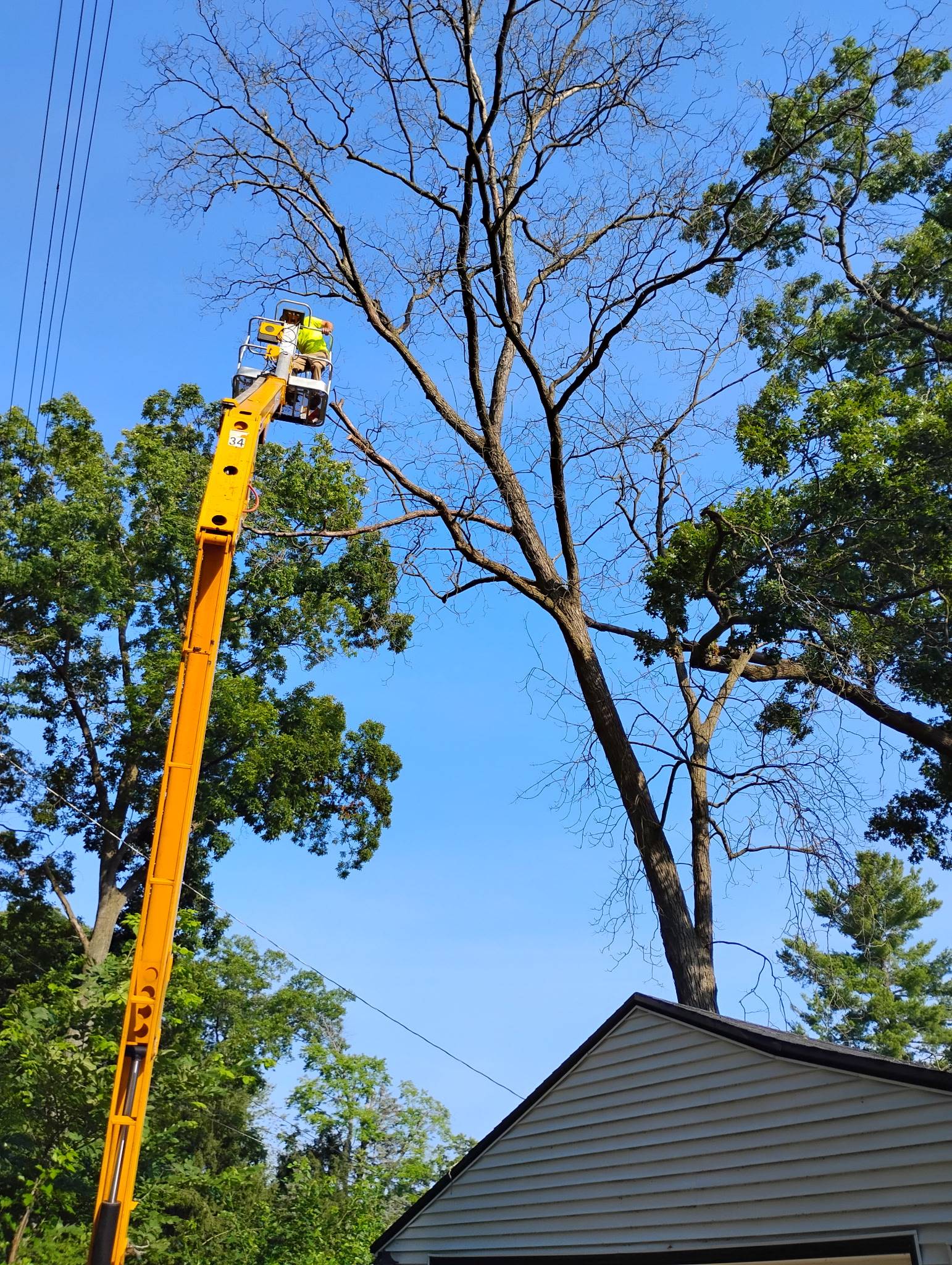 Pine Tree Tree Service Email Pull (4)